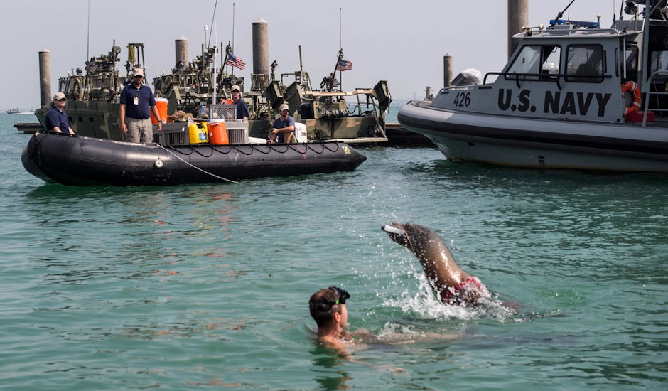 US Navy marine mammal Sea lion